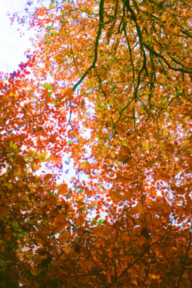 Foglie d'autunno pellicola backlit da Kerry Gerdes Photography