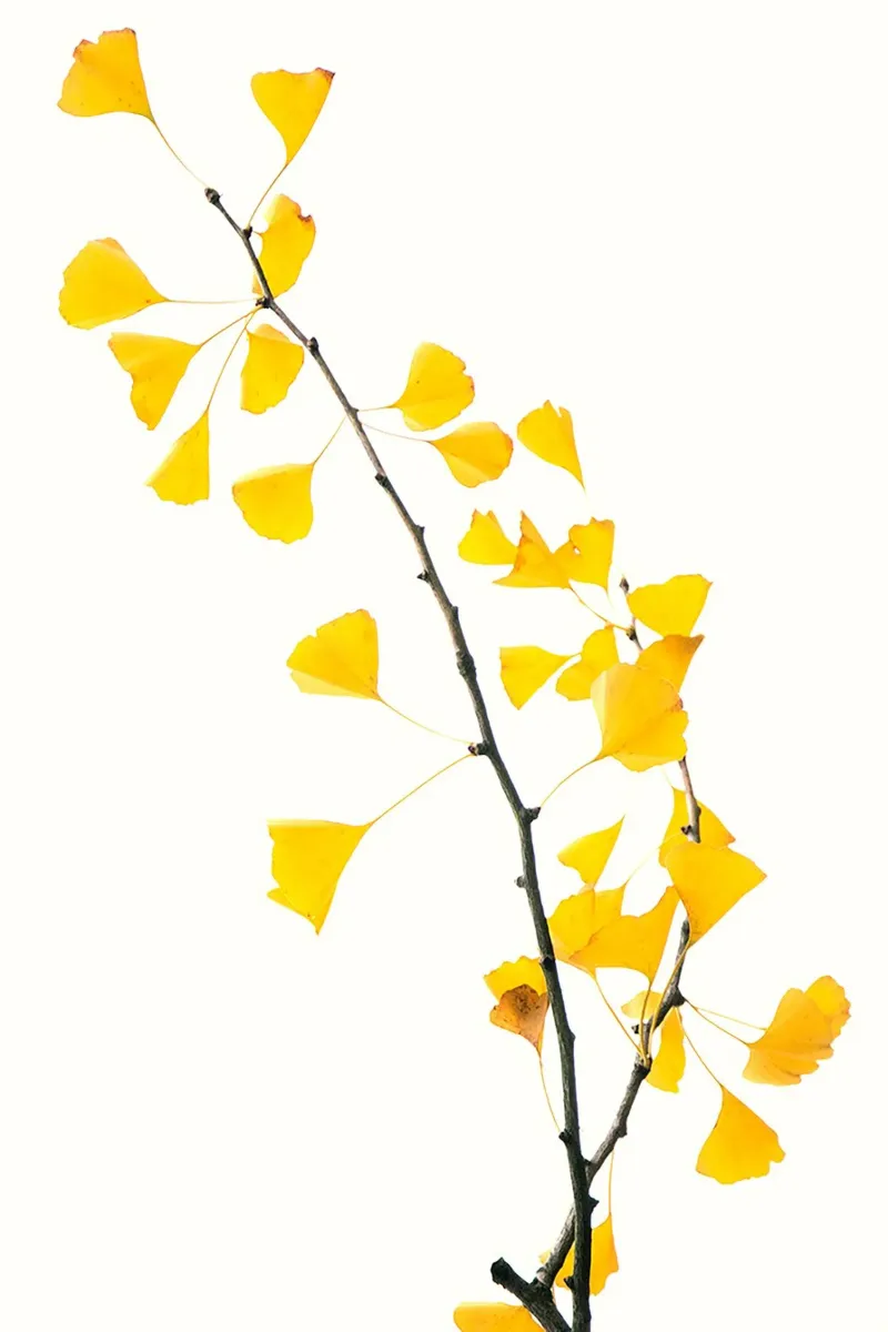Foglie di Gingko Biloba carta hahnemühle da Teresa André