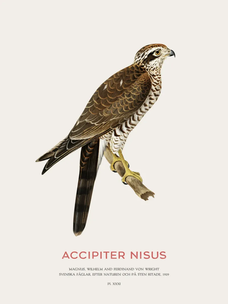 Sperber oder Accipiter nisus Hahnemühle von Vintagrafica