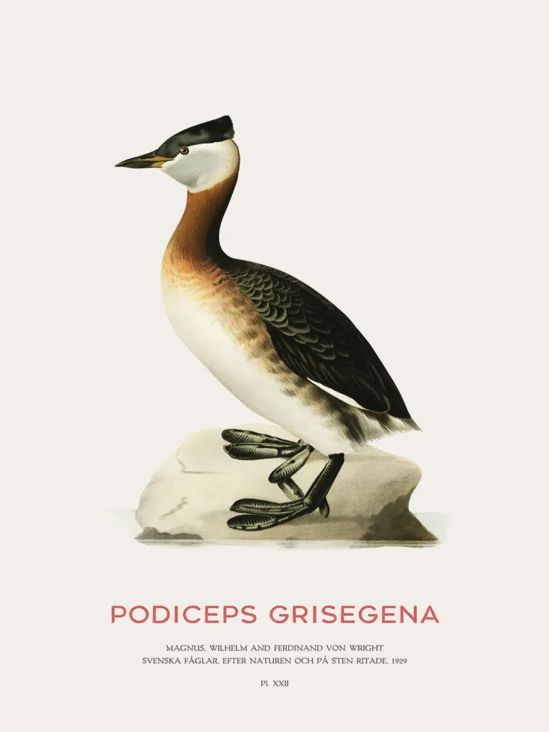 Svasso maggiore o Podiceps grisegena pellicola backlit da Vintagrafica