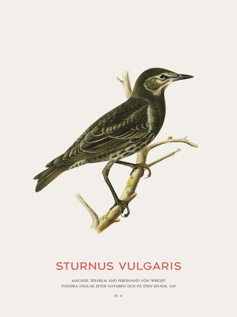 European starling or Sturnus vulgaris backlit film by Vintagrafica