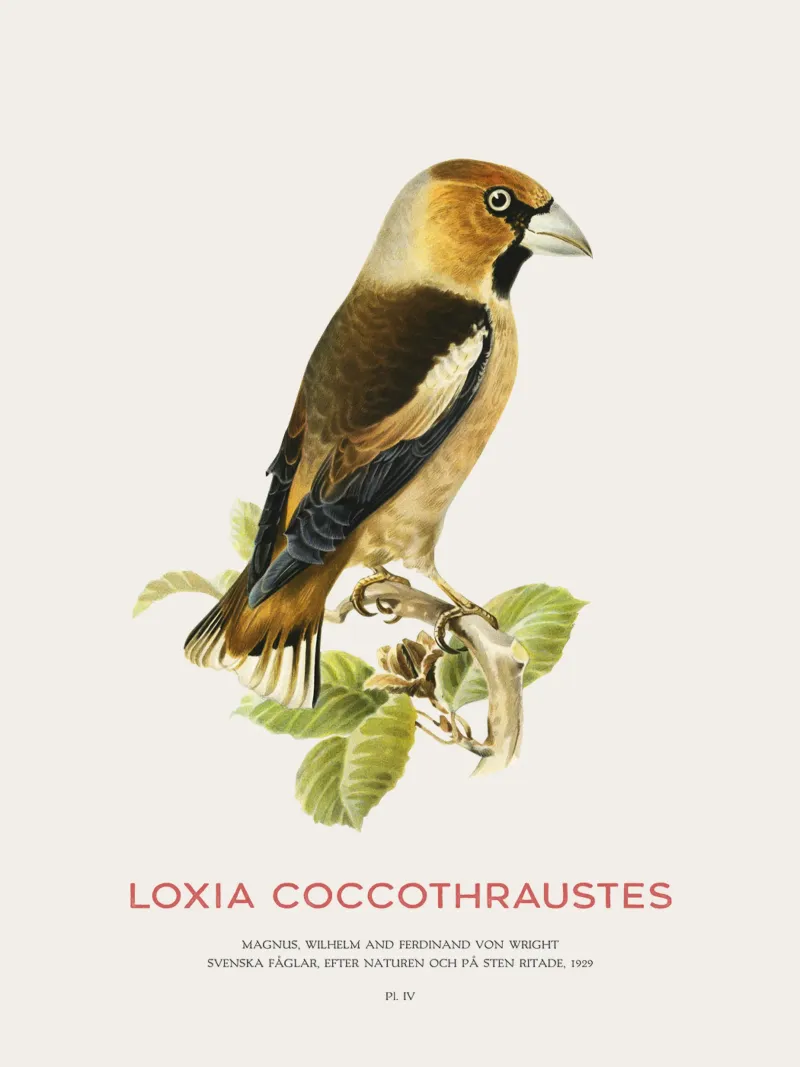 Kernbeißer oder Loxia coccothraustes Hahnemühle von Vintagrafica