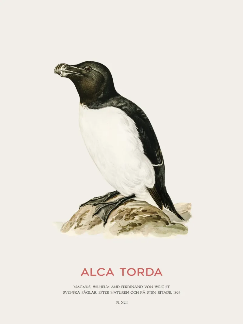 Tordalk oder Alca torda Hahnemühle von Vintagrafica