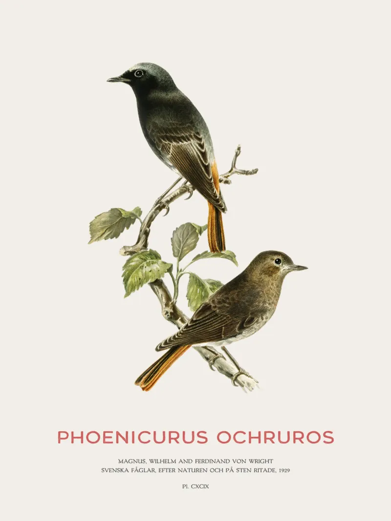 Codirosso nero o Phoenicurus ochruros pellicola backlit da Vintagrafica