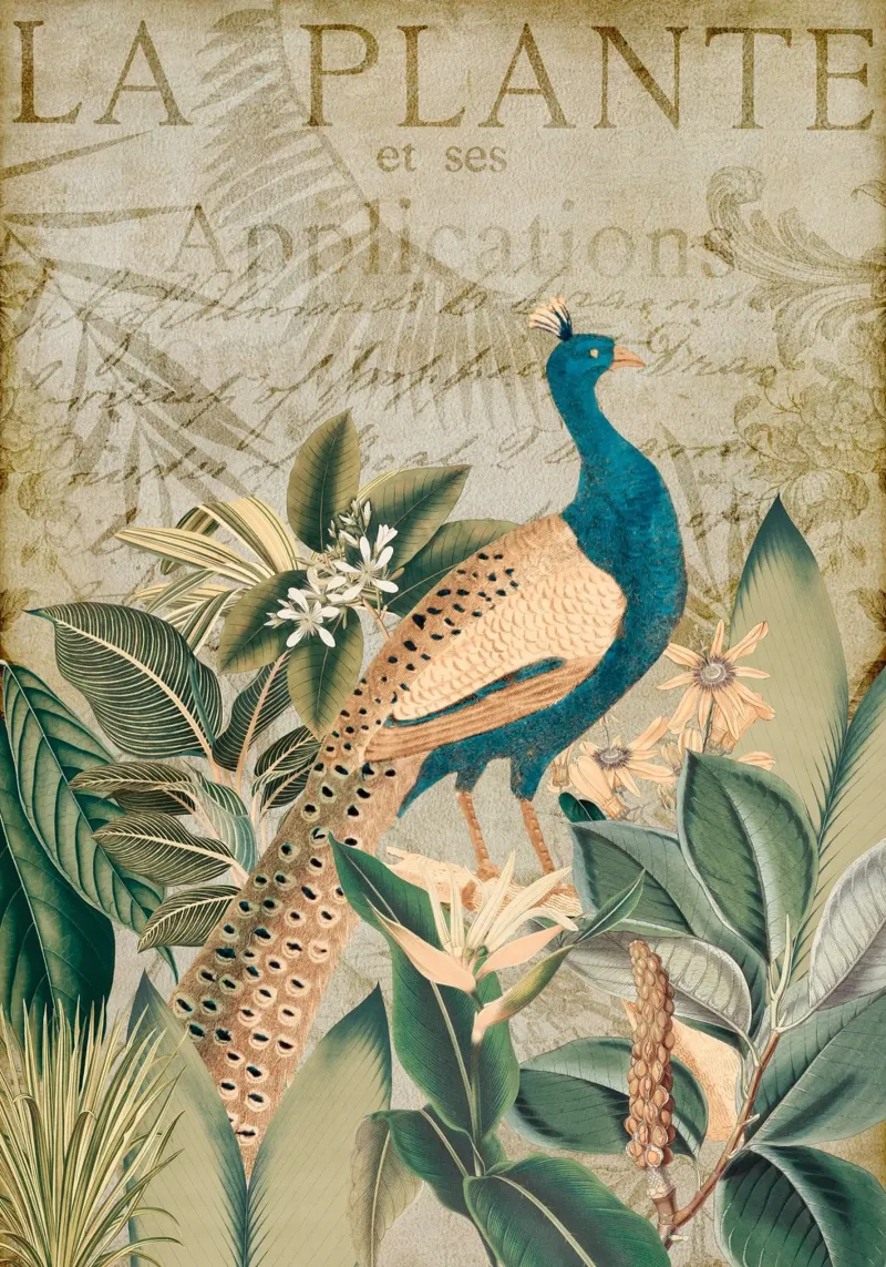 Giardino Nostalgico Peafowls poster da Andrea Haase Vintage World