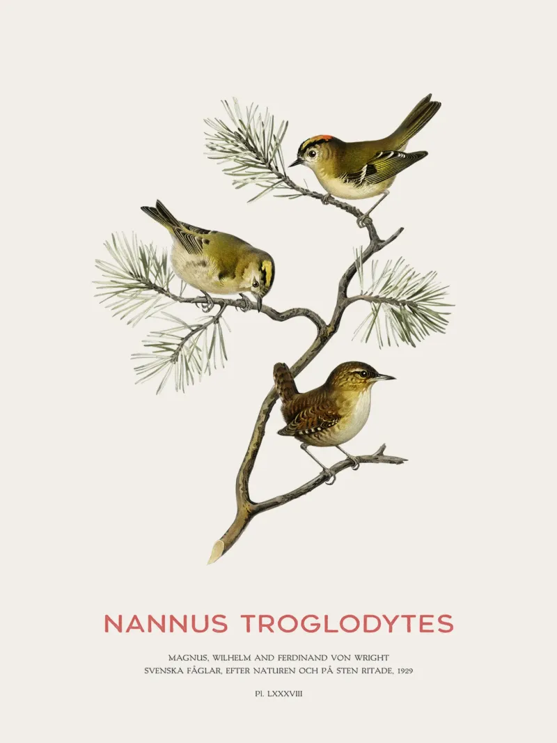 Scricciolo settentrionale o Nannus troglodytes pellicola backlit da Vintagrafica