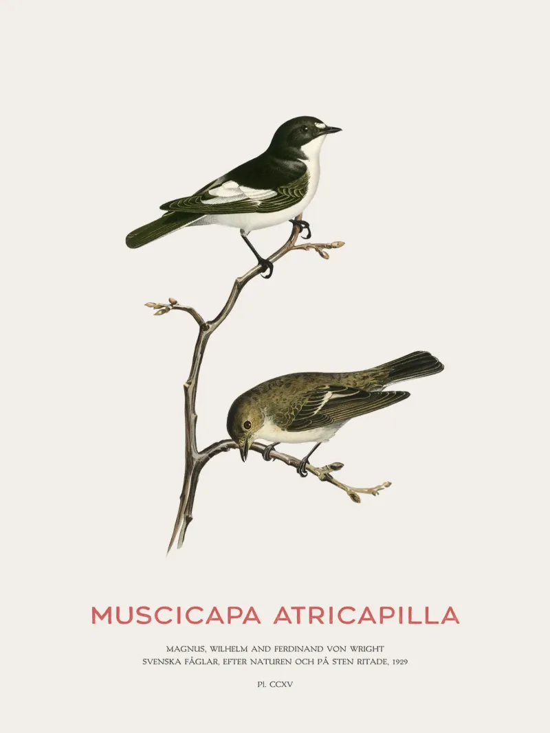 European pied flycatcher or Muscicapa atricapilla backlit film by Vintagrafica