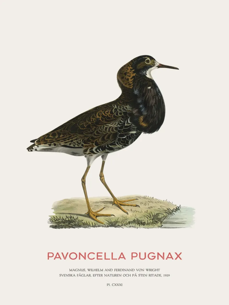 Ruff bird or Pavoncella pugnax pellicola backlit da Vintagrafica