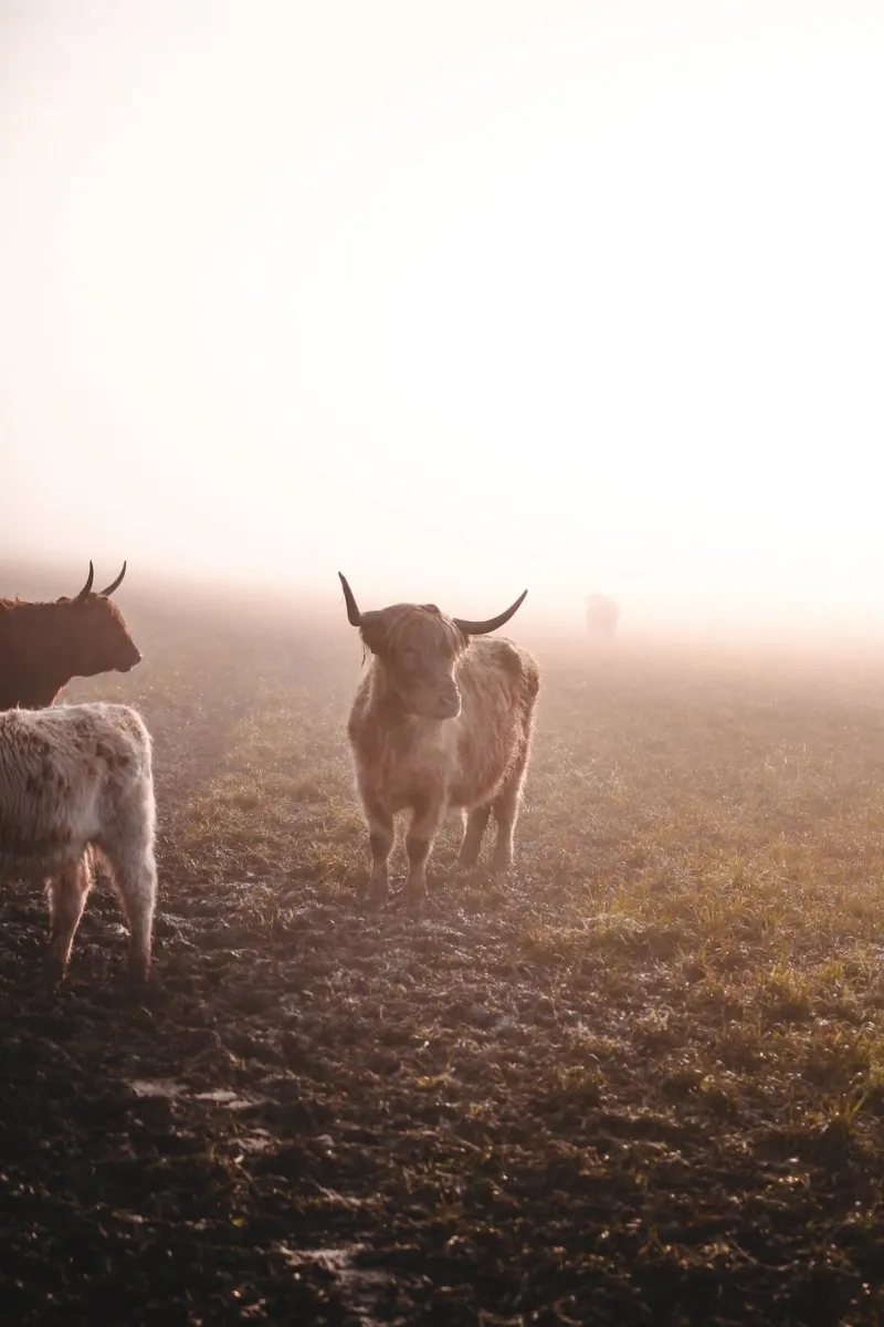 Hochland Rind - Nebelschleier über der Weide 🐮 Leinwand von Sibbershusum