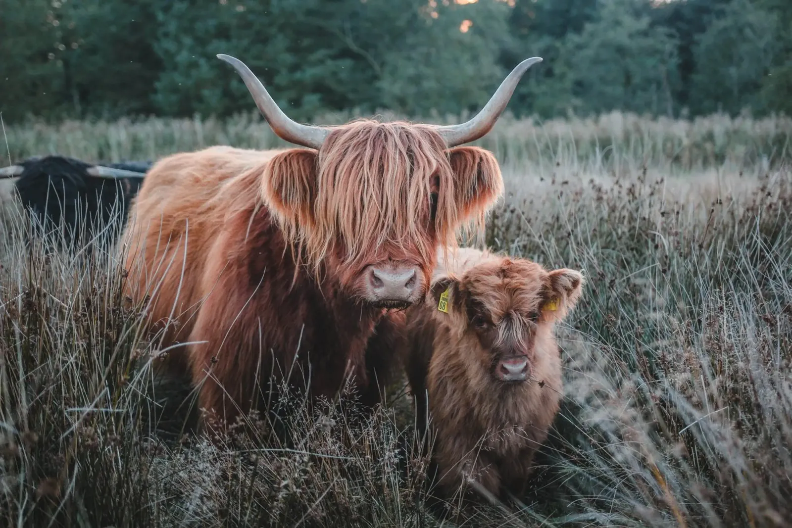 Cruella und Lilly 🐮 Hochland Kuh und Kalb alluminio dibond da Sibbershusum