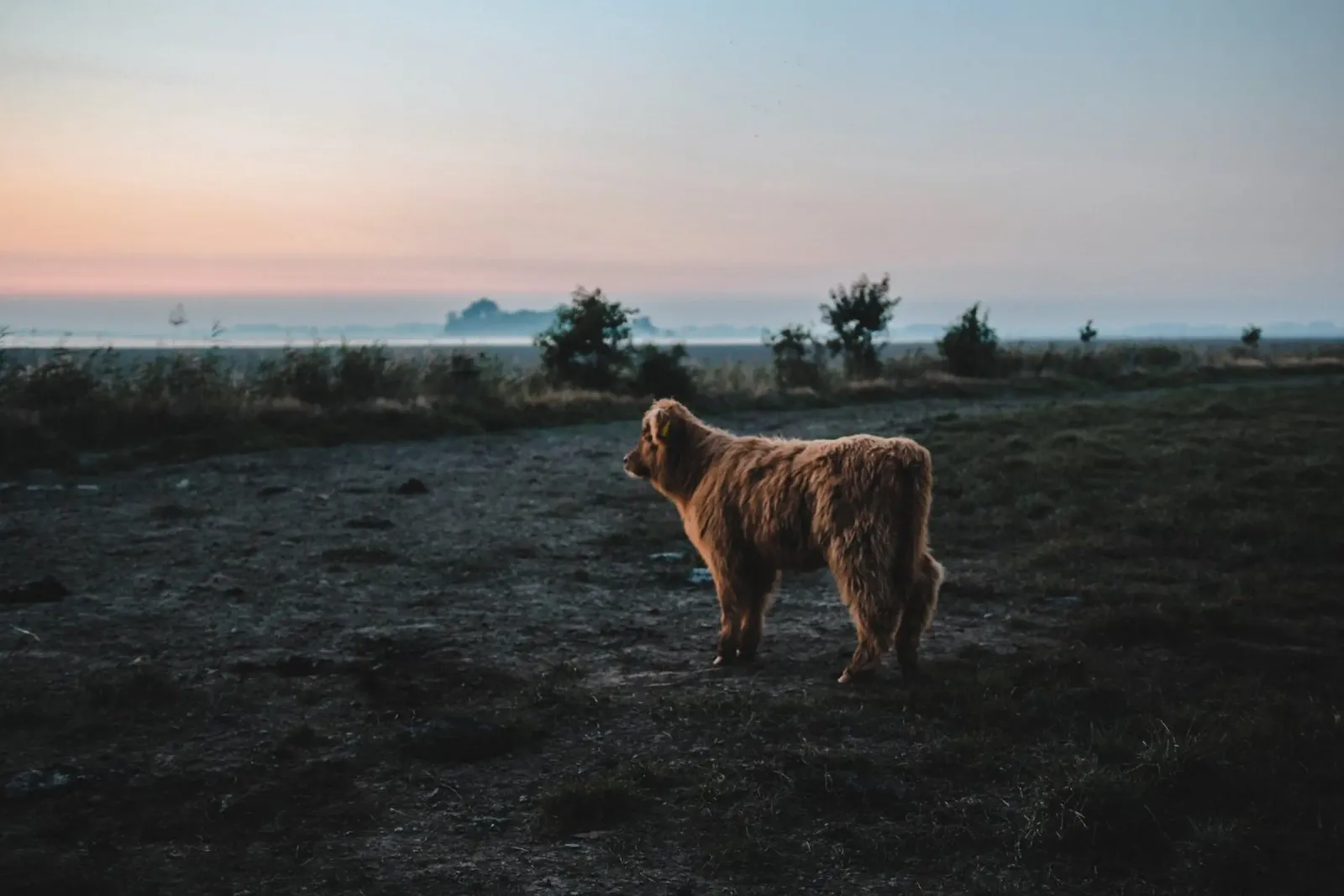 Kalb im Flachland carta hahnemühle da Sibbershusum