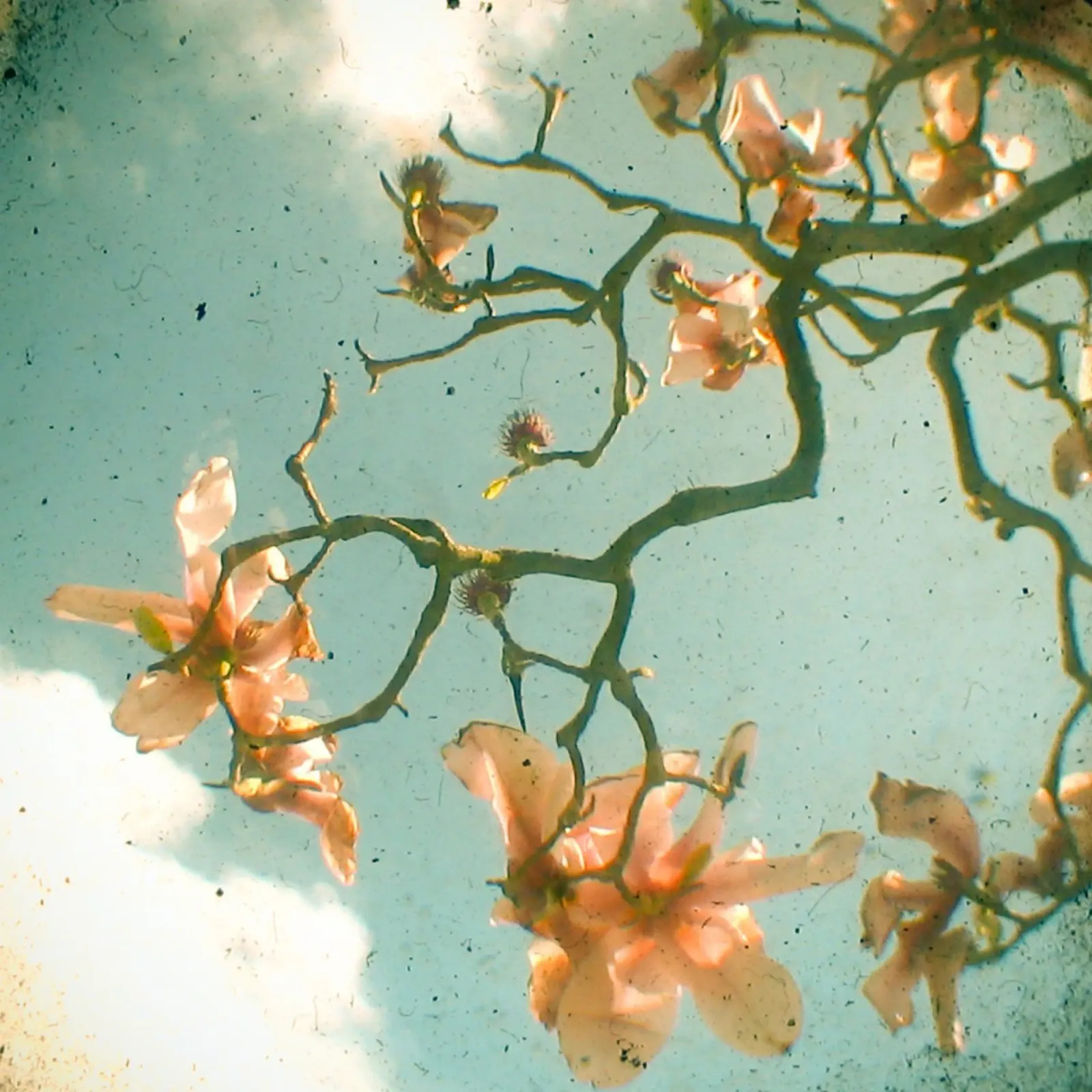 Magnolia dolce pellicola backlit da Cassia Beck Photography