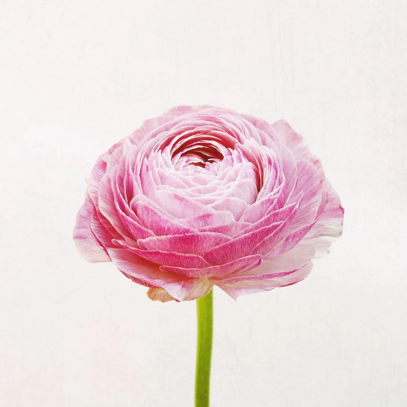 Ranunculus hahnemühle by Cassia Beck Photography