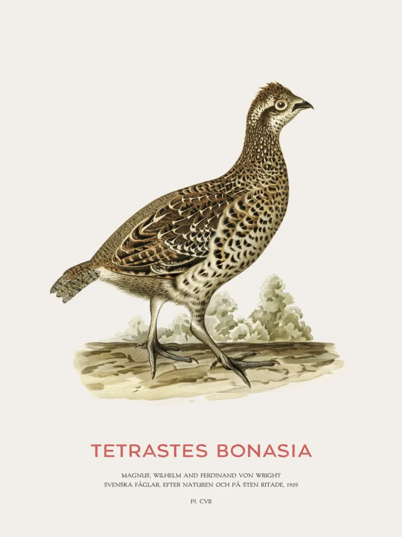 Haselhuhn oder Tetrastes bonasia Hahnemühle von Vintagrafica