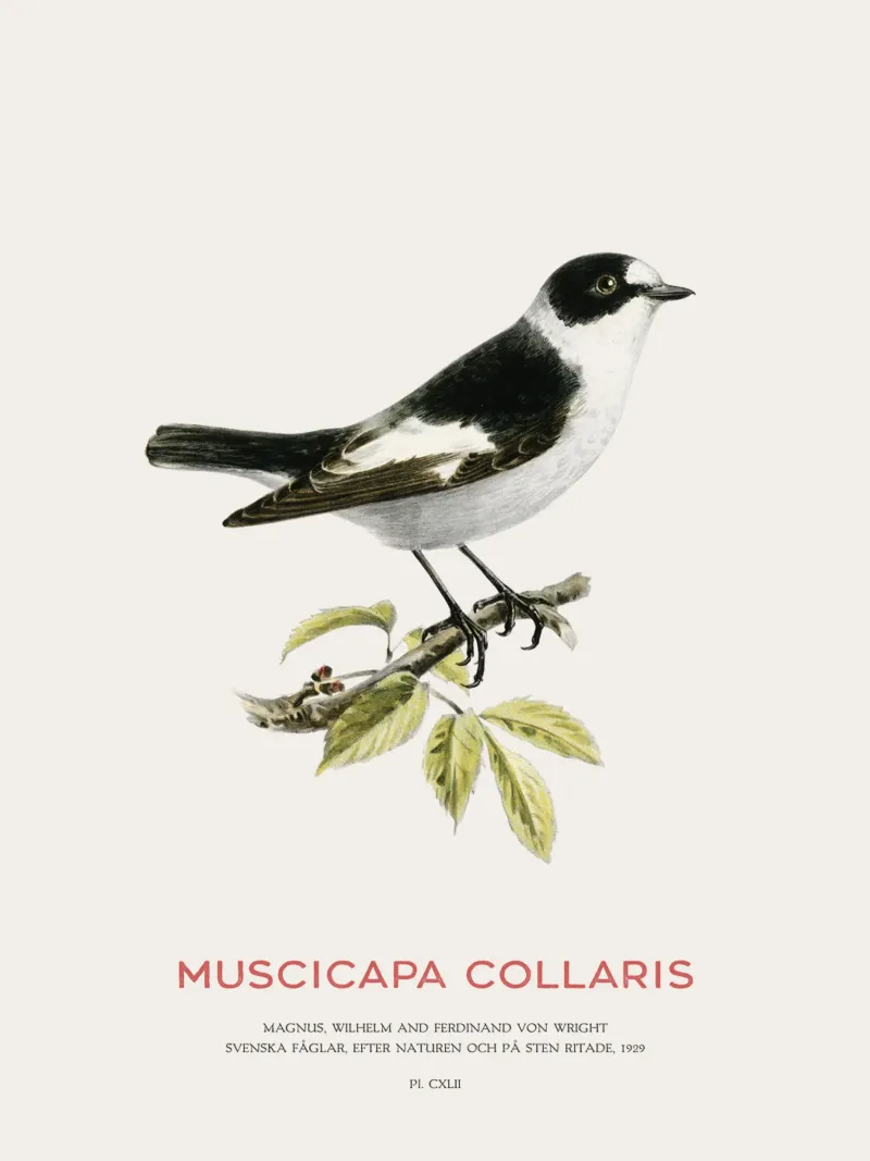Collared flycatcher or Muscicapa collaris canvas by Vintagrafica