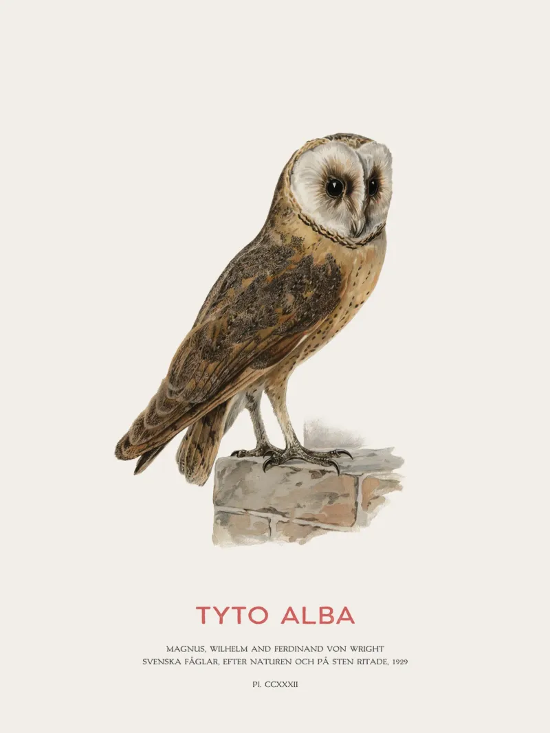 Schleiereule oder Tyto alba Poster mit Aluminium Rahmen von Vintagrafica