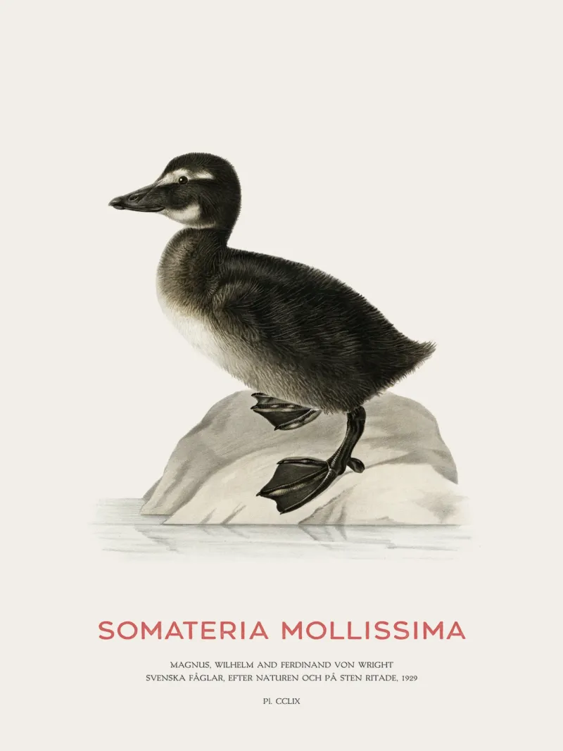 Common eider or Somateria mollissima acrylic glass by Vintagrafica