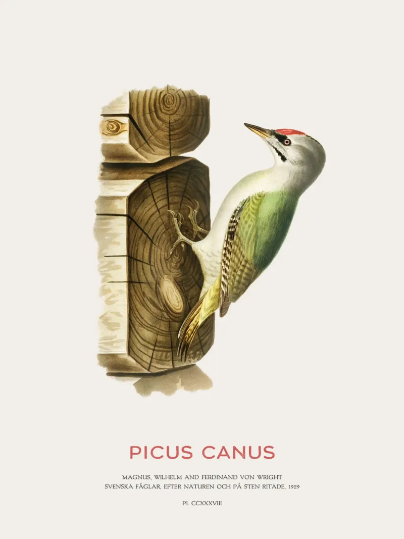 Pico cano o Picus canus metacrilato de Vintagrafica