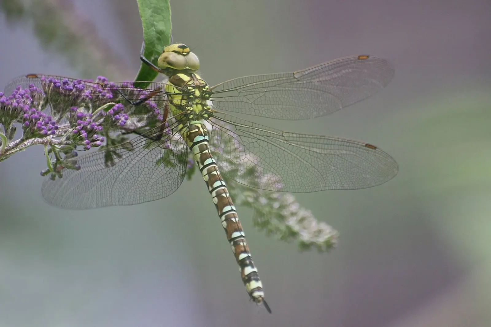 Libellula plexiglass da eyes & tries
