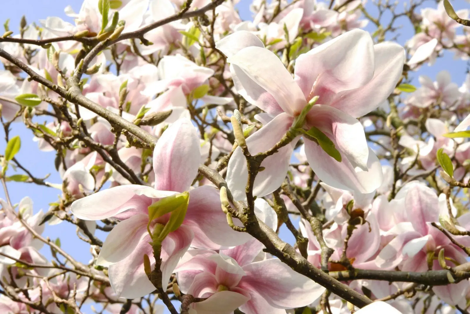 Magnolien Alu-Dibond von eyes & tries