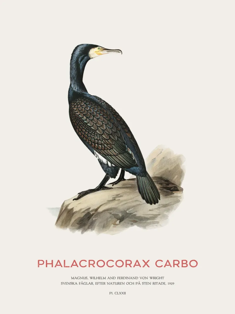Cormorano maggiore o Phalacrocorax carbo pellicola backlit da Vintagrafica