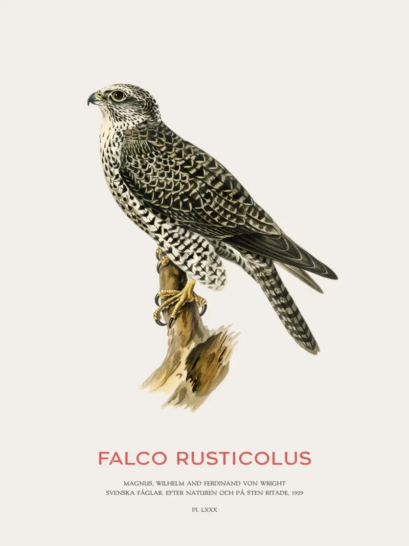 Gyrfalcon or Falco rusticolus alluminio dibond da Vintagrafica