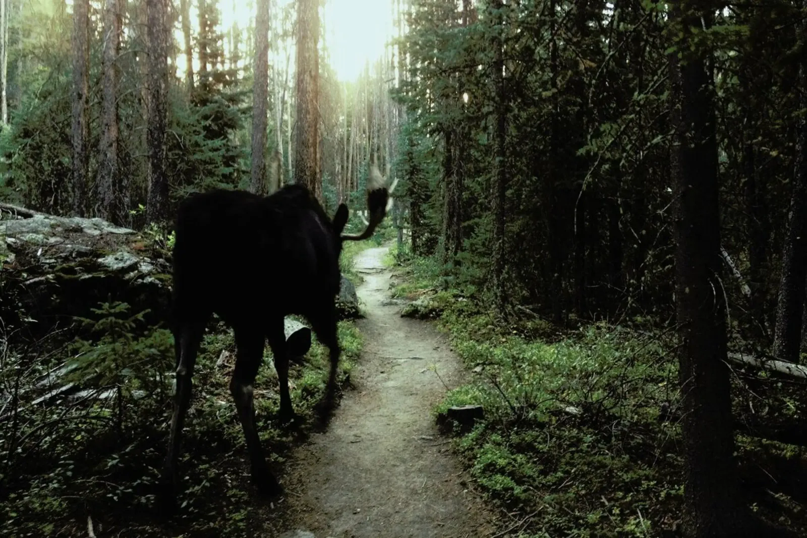 Trail Walking Moose pellicola backlit da Kevin Russ