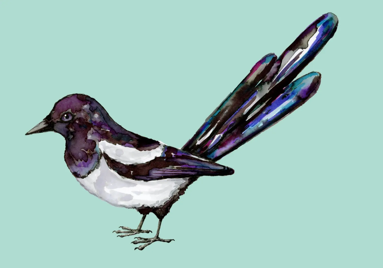 Magpie watercolor drawing acrylic glass by BwiseLizzy