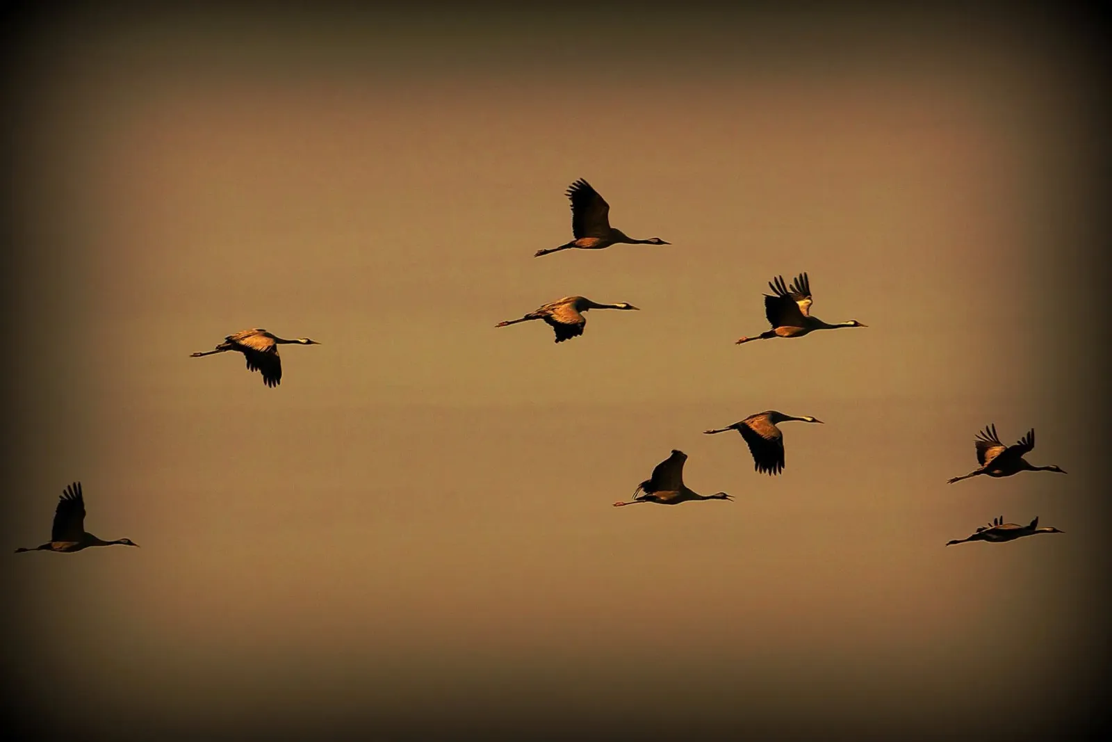 FAA55 pellicola backlit da Thierry vobmann photography