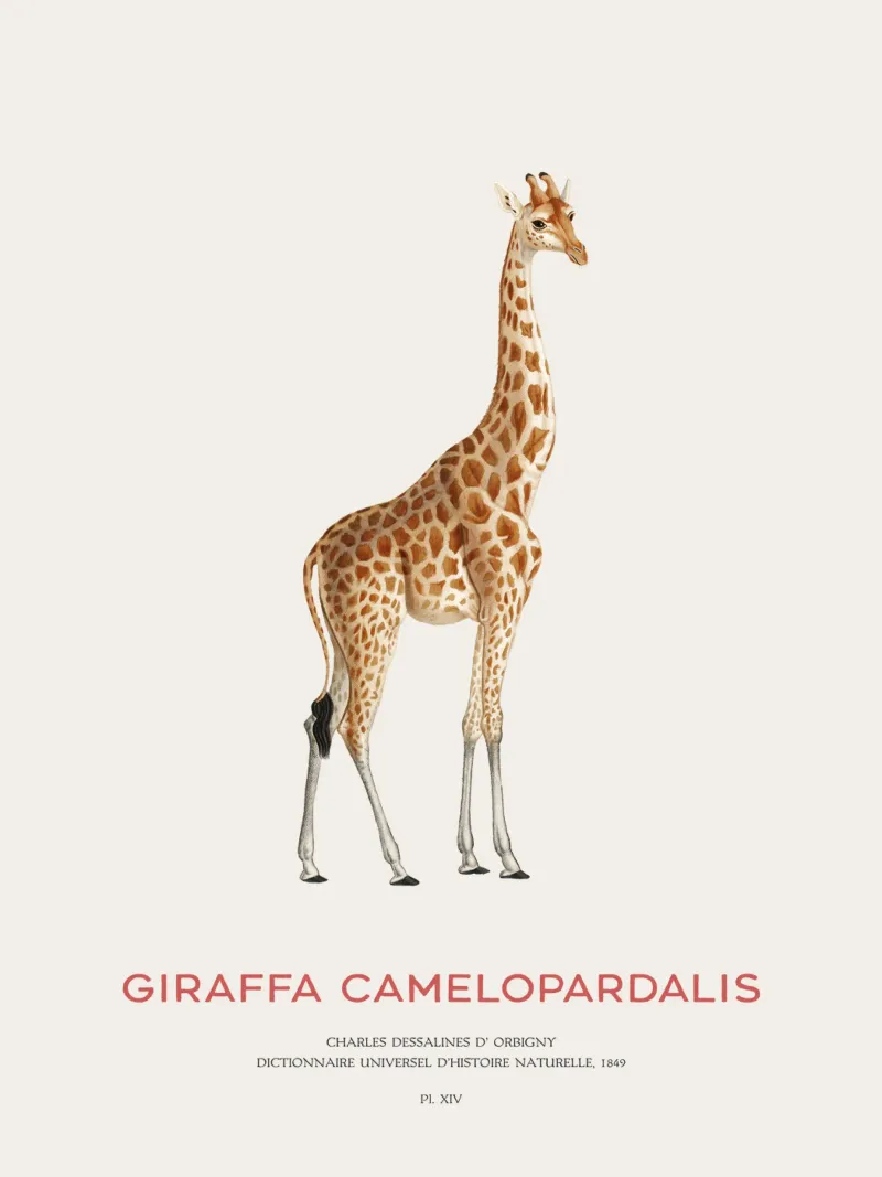 Giraffe or Giraffa Camelopardalis poster da Vintagrafica