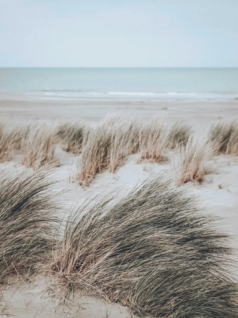 Dune della spiaggia e mare - paesaggio costiero naturale pannello forex da Whole©