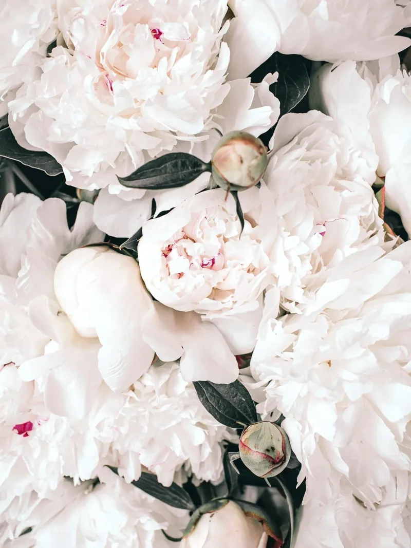 Peonie bianche - Elegante splendore floreale plexiglass da Whole©