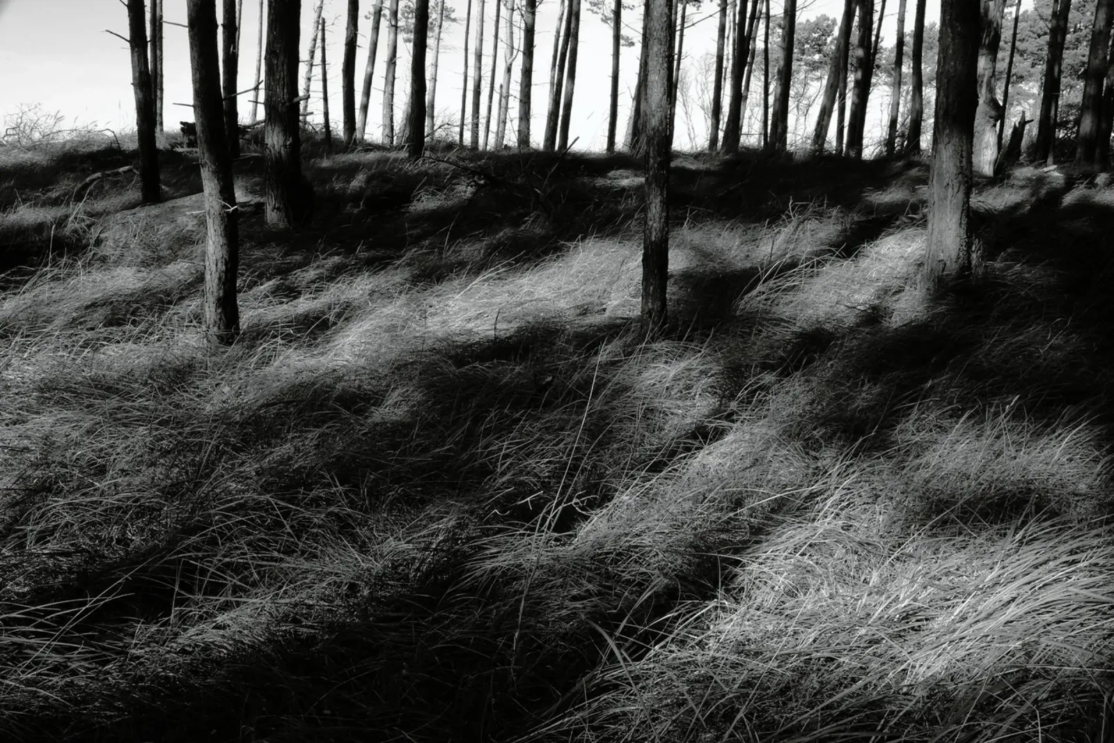 Wald 01 carta hahnemühle da eyes & tries