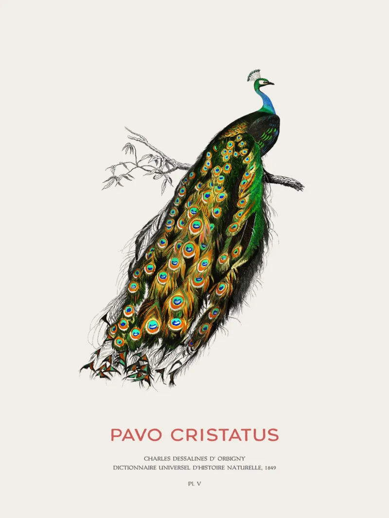 Indischer Pfau oder Pavo Cristatus Hahnemühle von Vintagrafica