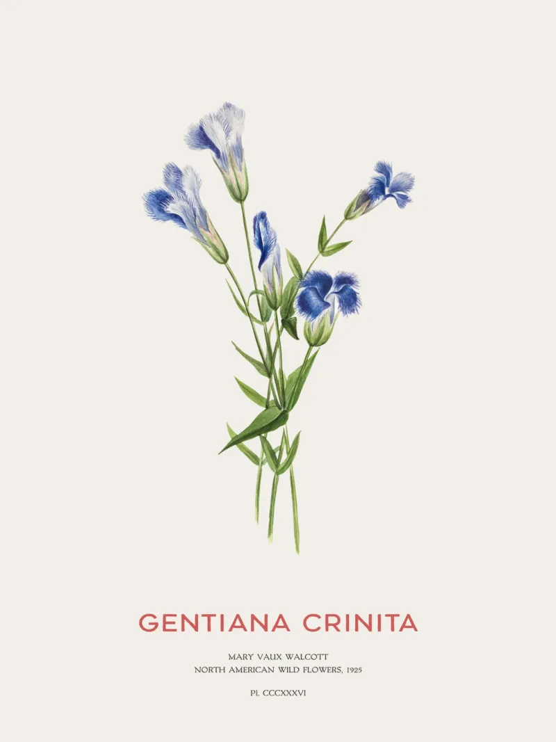 Blauer Enzian oder Gentiana Crinita Leinwand mit Schattenfugenrahmen von Vintagrafica