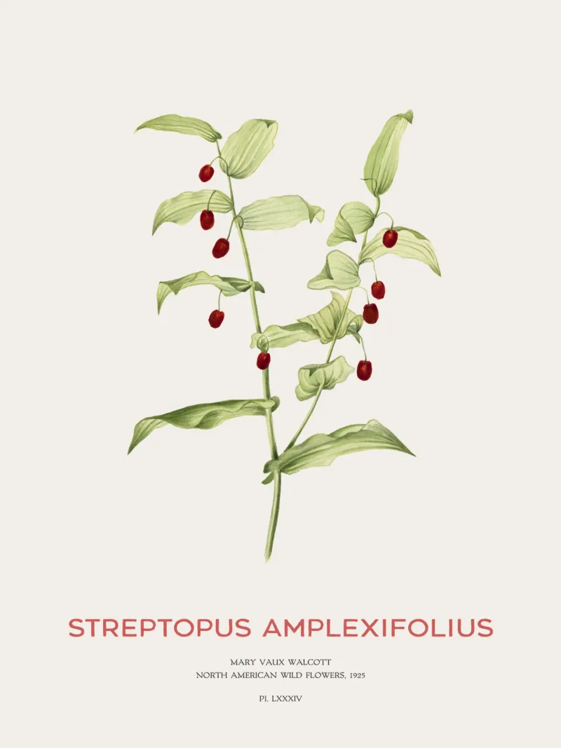 Twistedstalk oder Streptopus Amplexifolius Hahnemühle von Vintagrafica