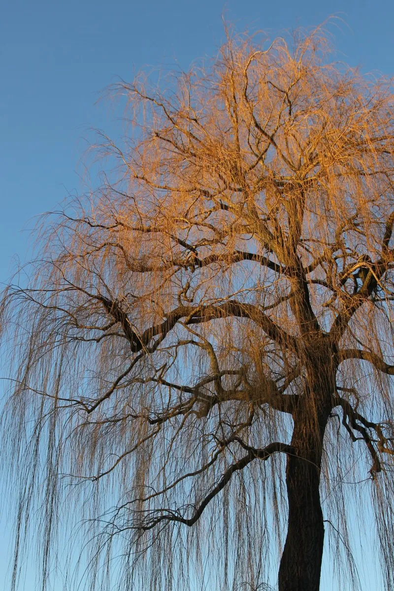 Albero alluminio dibond da eyes & tries