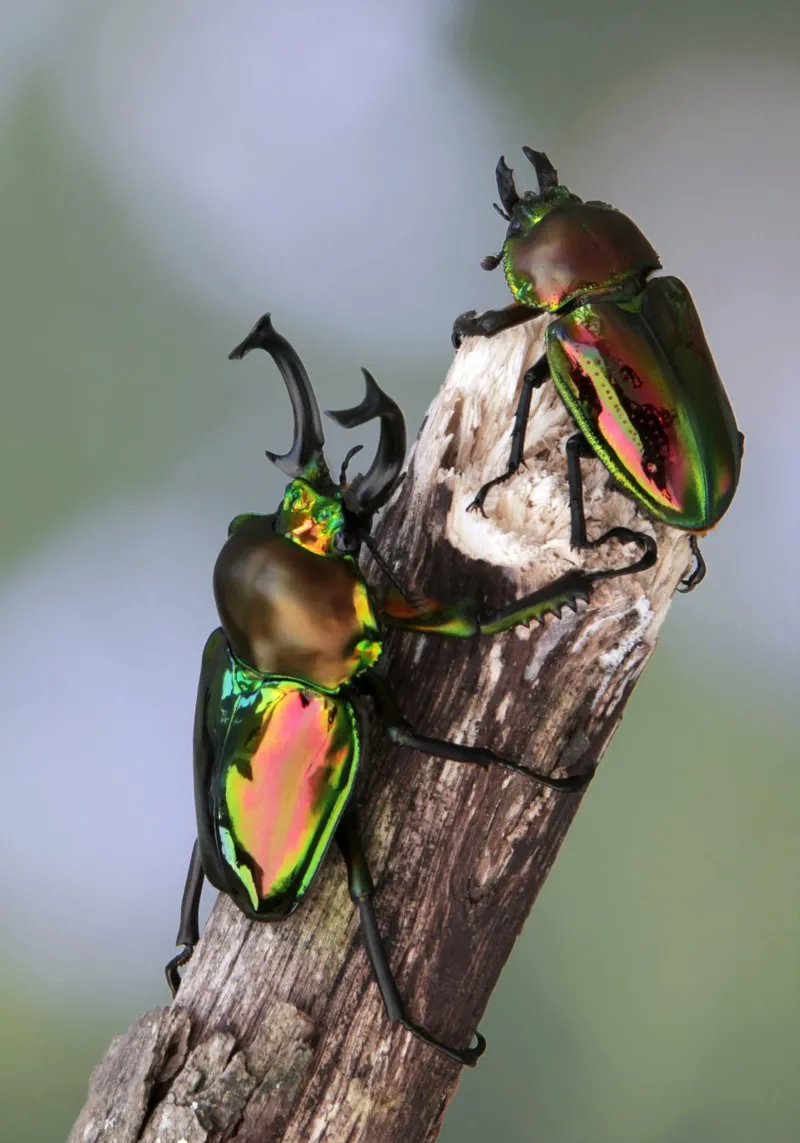 Stag beetle forex plate by eyes & tries