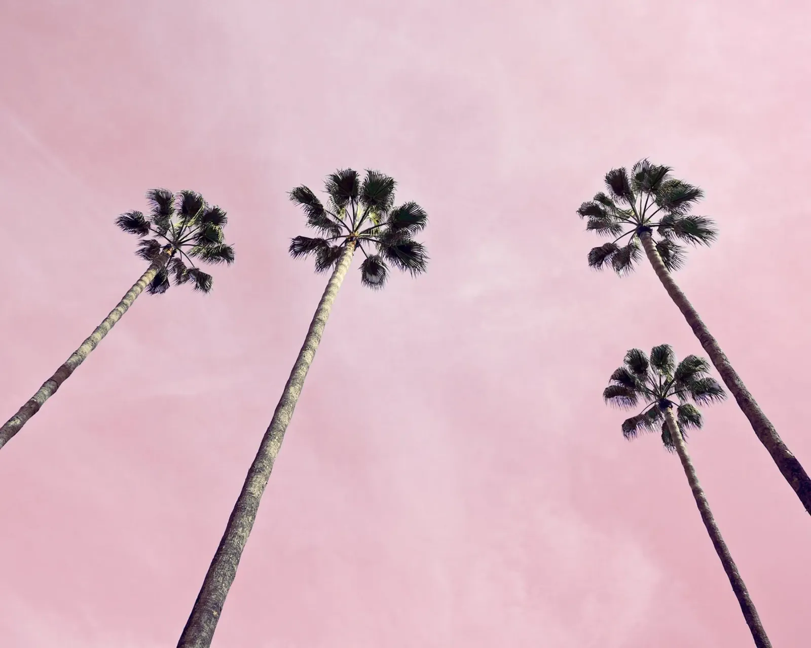 Pink Palms hahnemühle by Cassia Beck Photography