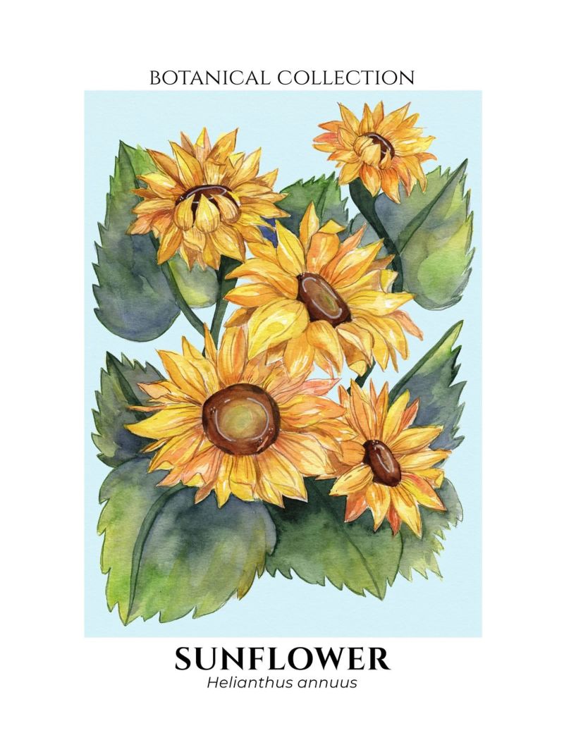 Sunflowers - Botanical Collection in Watercolor poster by Espinacco Design