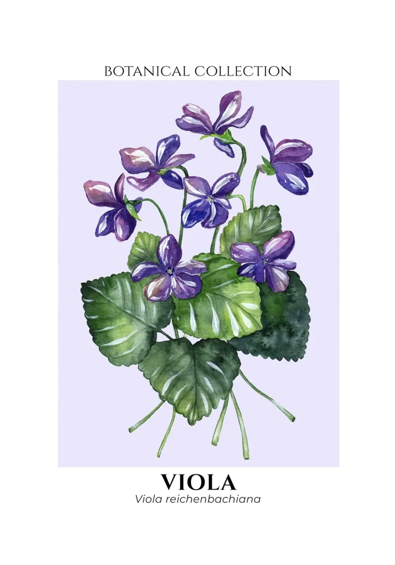 Violets - Botanical Collection in Watercolor carta hahnemühle da Espinacco Design