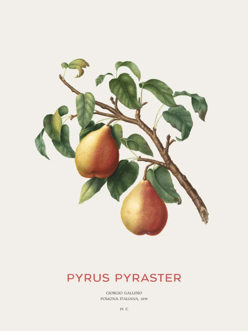 Wilde peer of Pyrus Pyraster hahnemühle van Vintagrafica