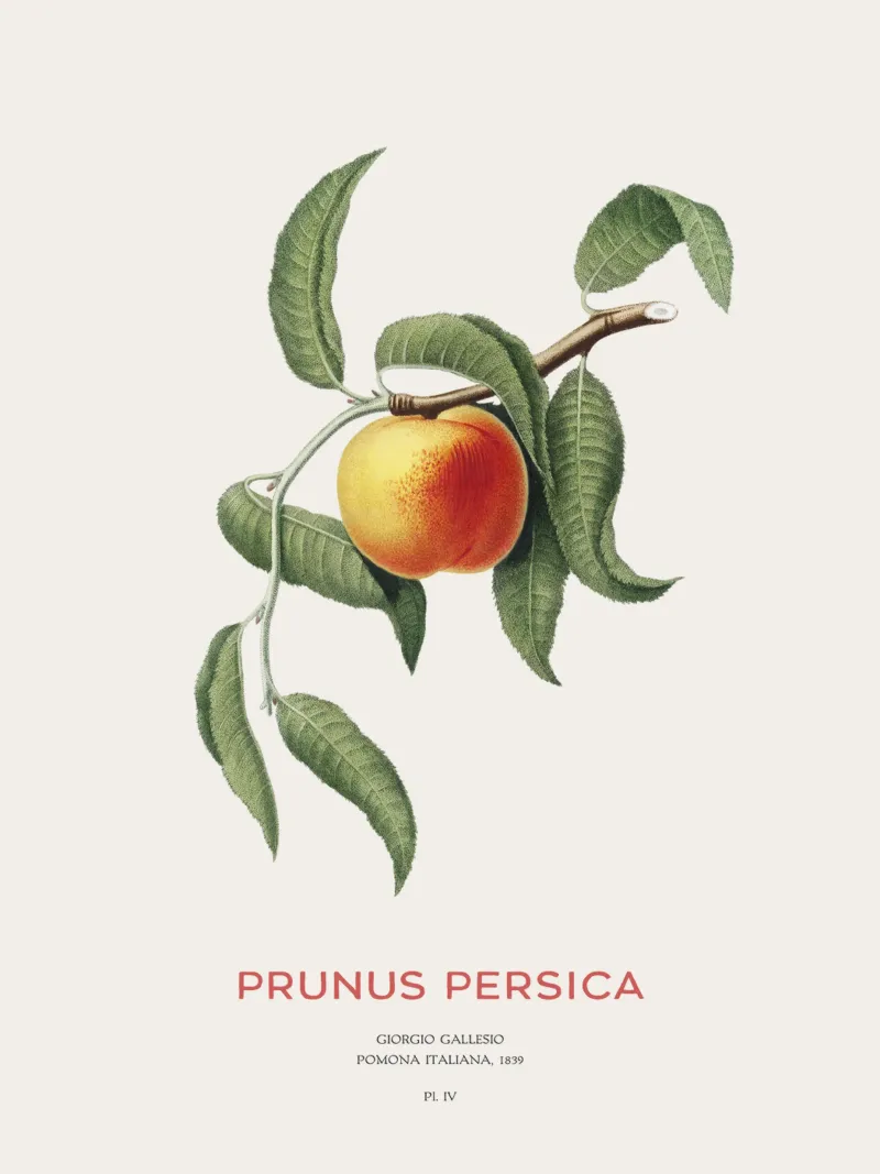 Pfirsich oder Prunus Persica Hahnemühle von Vintagrafica
