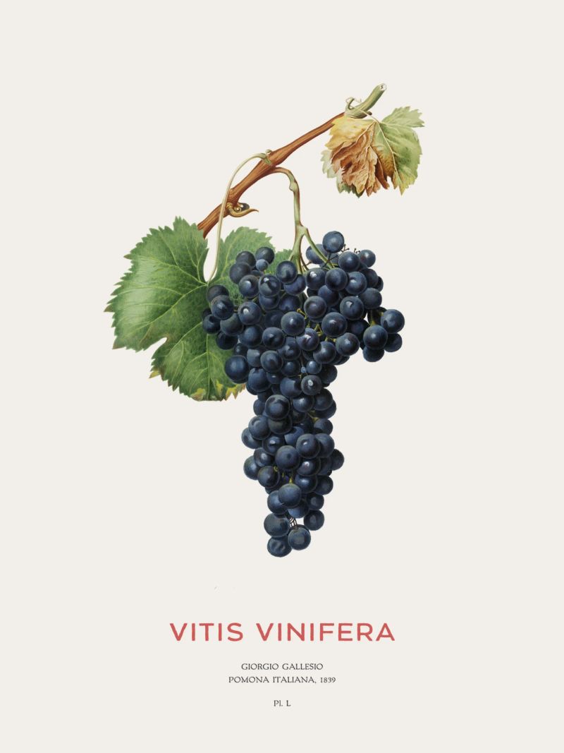 Vite d'uva o Vitis Vinifera pellicola backlit da Vintagrafica