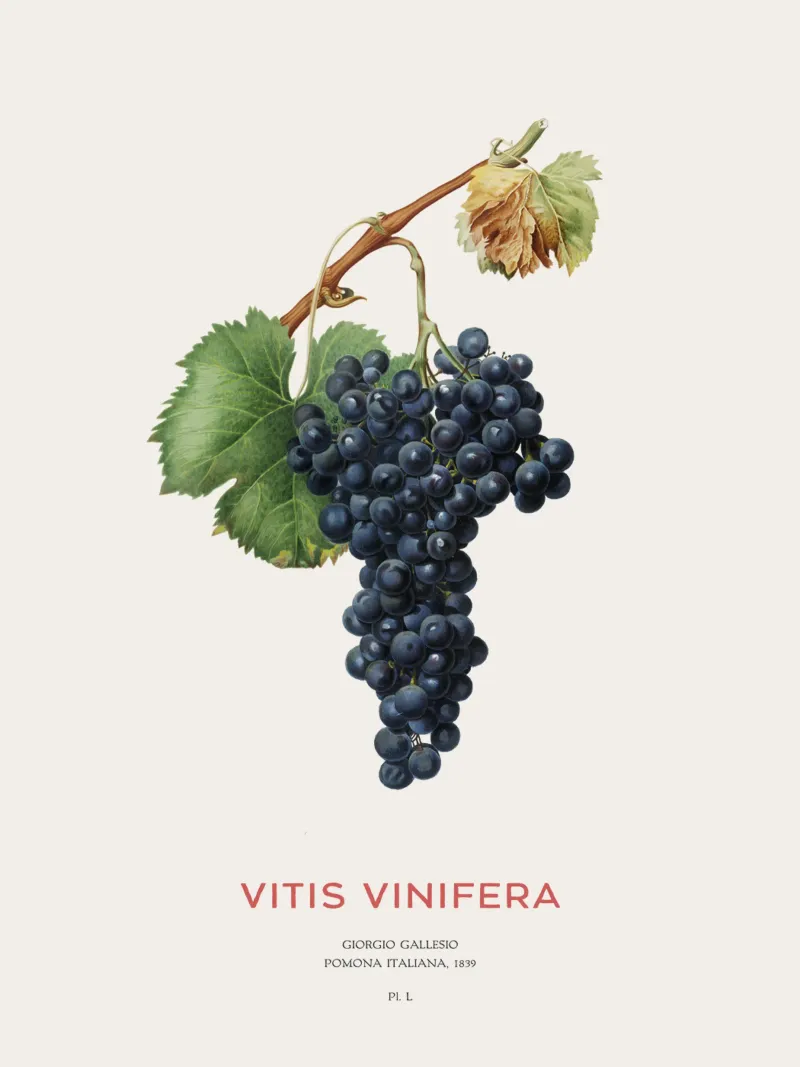 Vite d'uva o Vitis Vinifera pannello forex da Vintagrafica