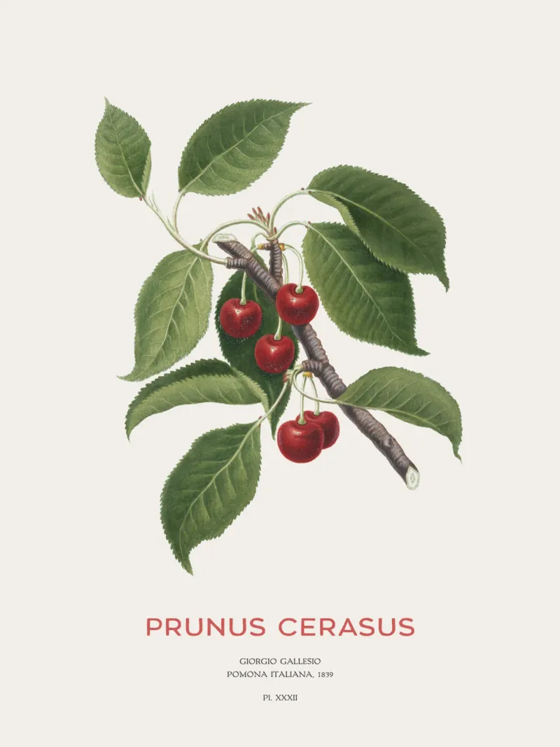 Sauerkirsche oder Prunus Сerasus Hahnemühle von Vintagrafica