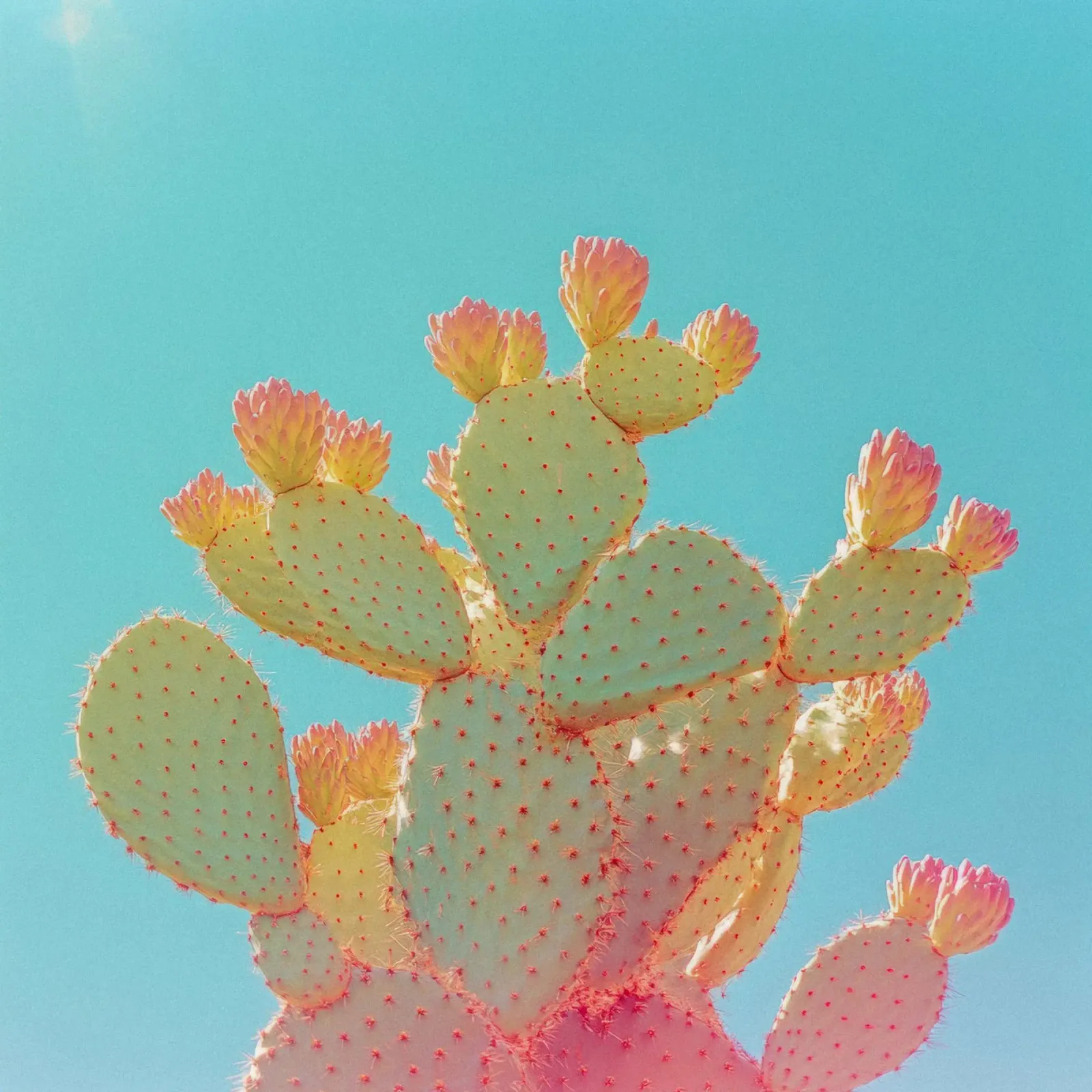 76 pellicola backlit da Pink California | Affiches & Posters