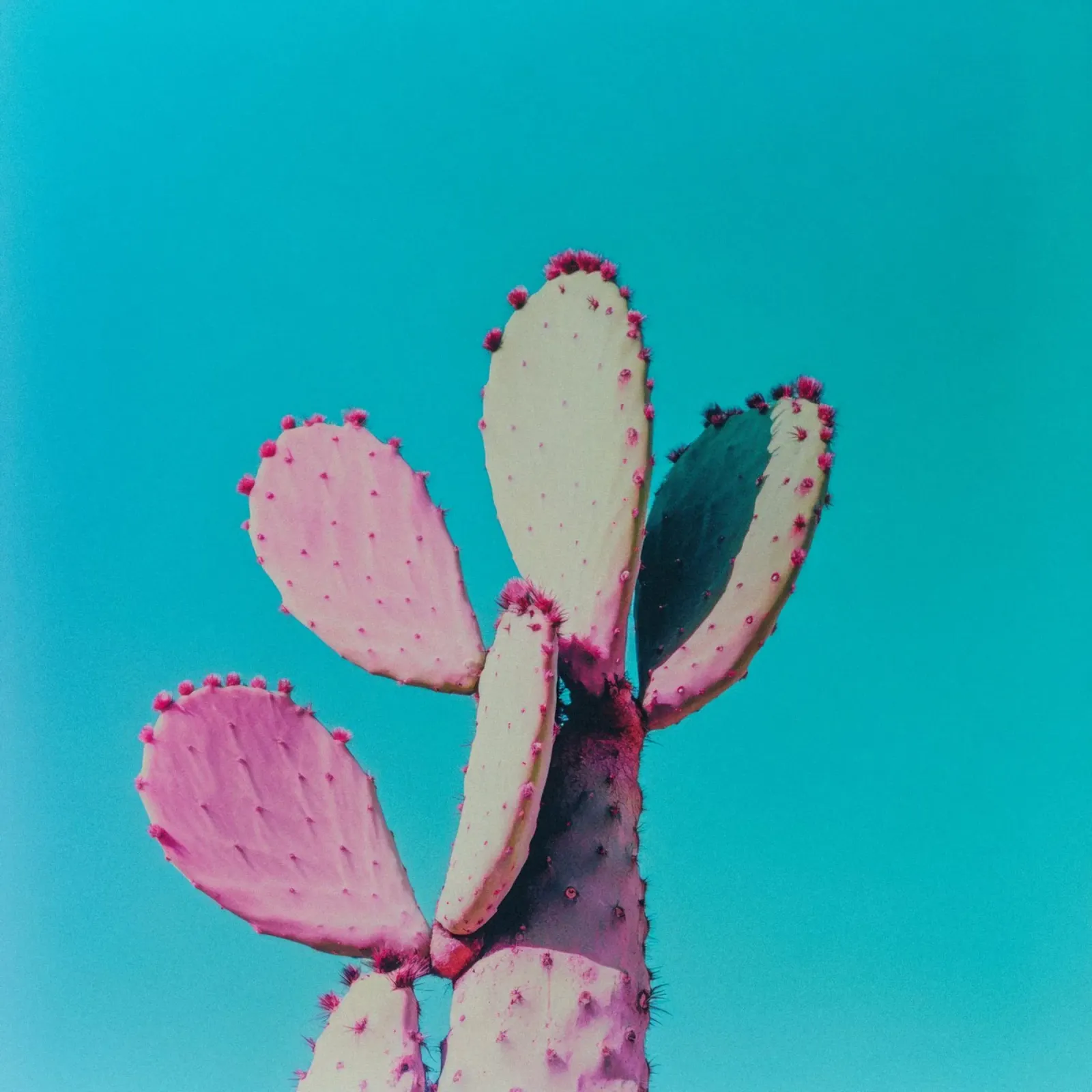 77 pellicola backlit da Pink California | Affiches & Posters
