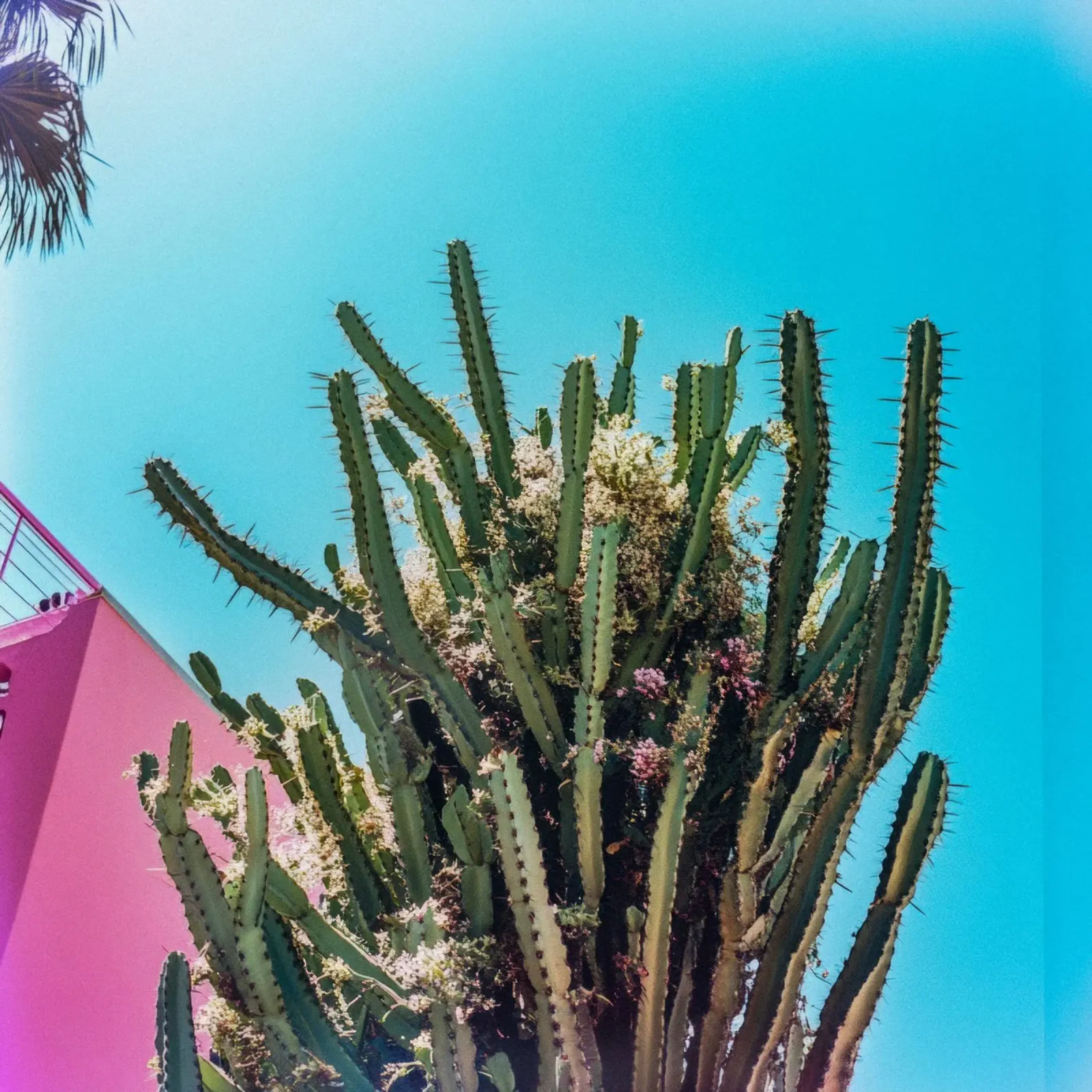 78 plexiglass da Pink California | Affiches & Posters