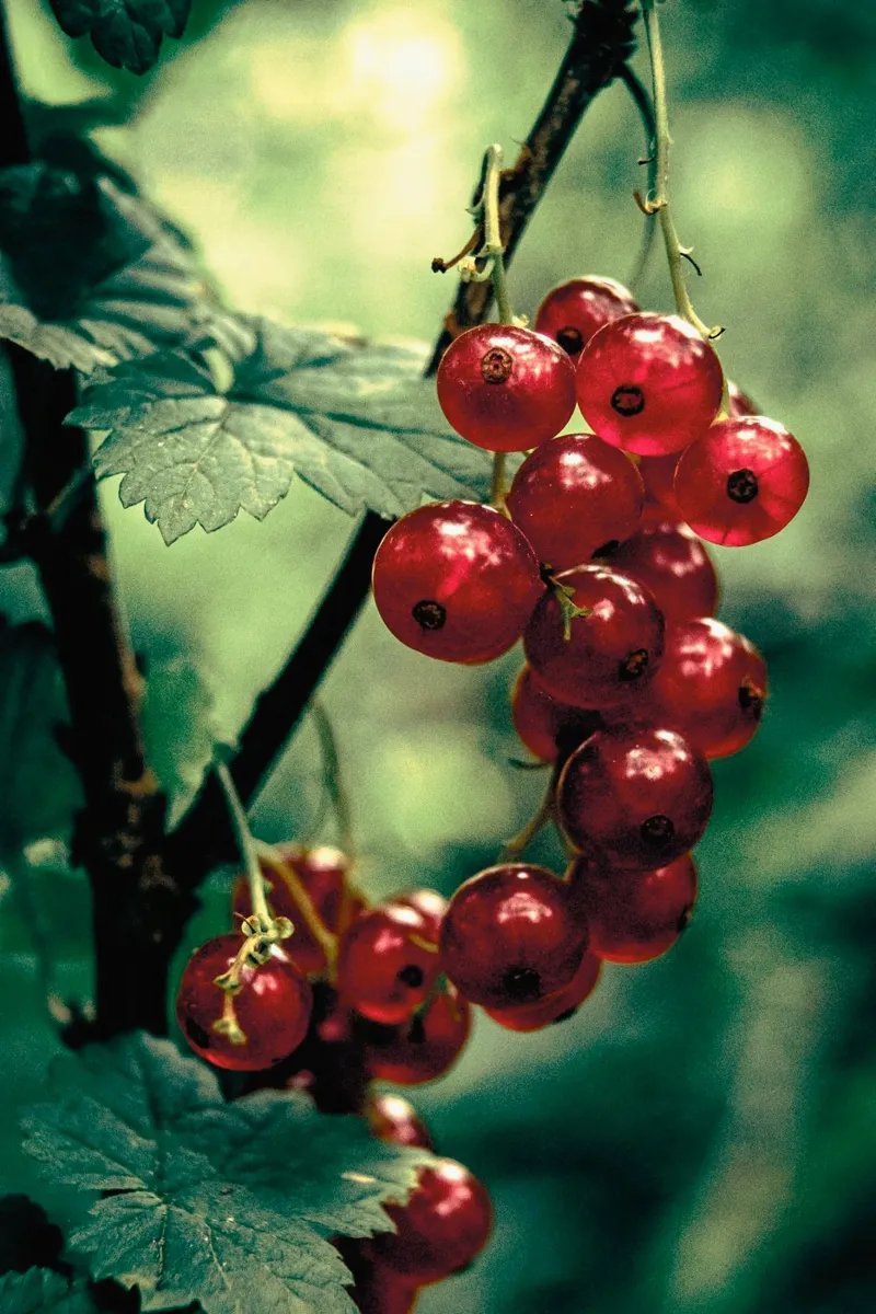 Ribes alluminio dibond da Neige Nature Capture